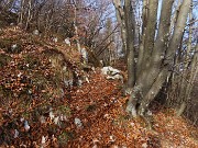 14 Il sentiero sale nel bosco di faggi e carpini neri 
